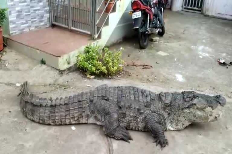 Crocodile