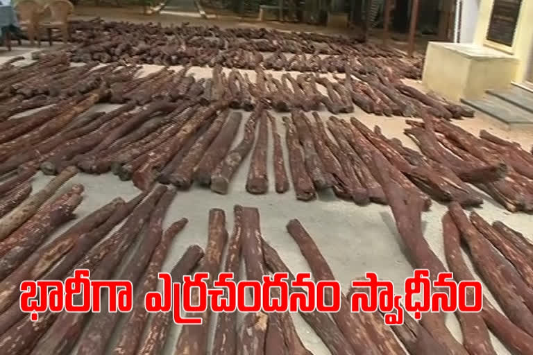 రూ. 5 కోట్ల విలువైన ఎర్రచందనం పట్టివేత