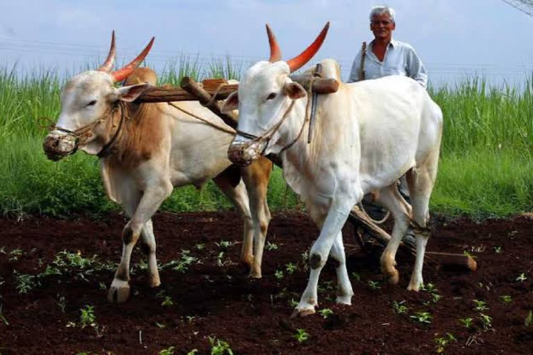 farmer representative image