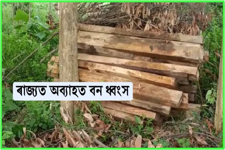 ৰাজ্যৰ বিভিন্ন প্ৰান্তত বৃহৎ পৰিমাণৰ চোৰাং কাঠ জব্দ