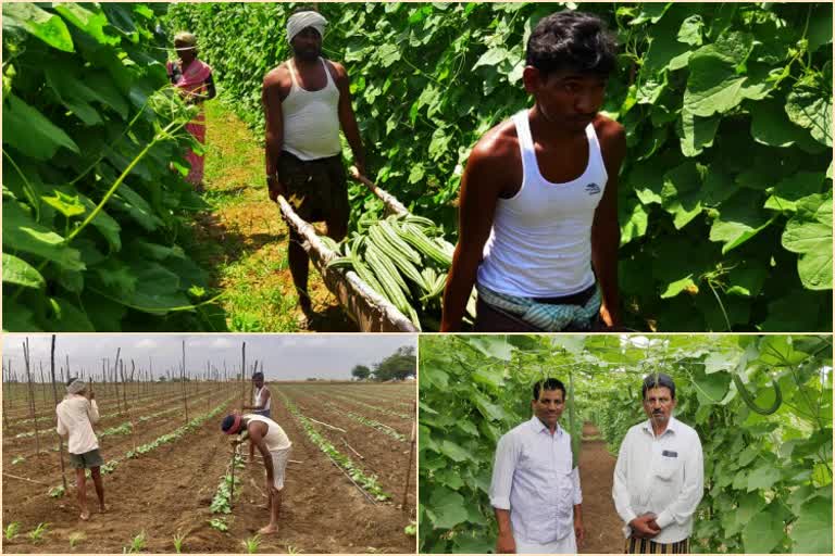 ridge gourd agriculture