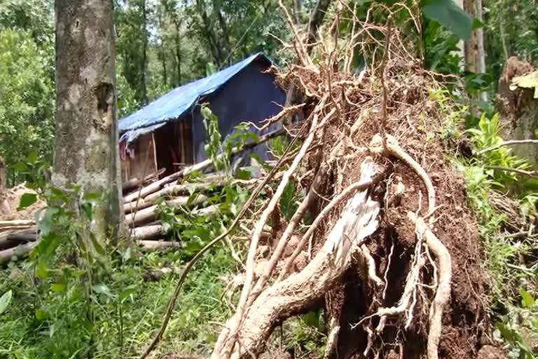 കടപുഴകല്‍ ഭീഷണി വാര്‍ത്ത  കടപുഴകല്‍ ഭീഷണി പന്തപ്ര ആദിവാസി ഊര് വാര്‍ത്ത  മരങ്ങള്‍ കടപുഴകല്‍ ഭീഷണി വാര്‍ത്ത  കുട്ടമ്പുഴ പഞ്ചായത്ത് അപകട ഭീഷണി വാര്‍ത്ത  large trees pose threat news  trees pose threat news  trees pose threat panthapra news  അപകട ഭീഷണി മരങ്ങള്‍