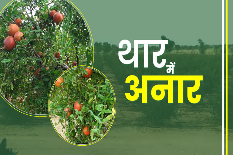 Pomegranate Farming, bikaner news