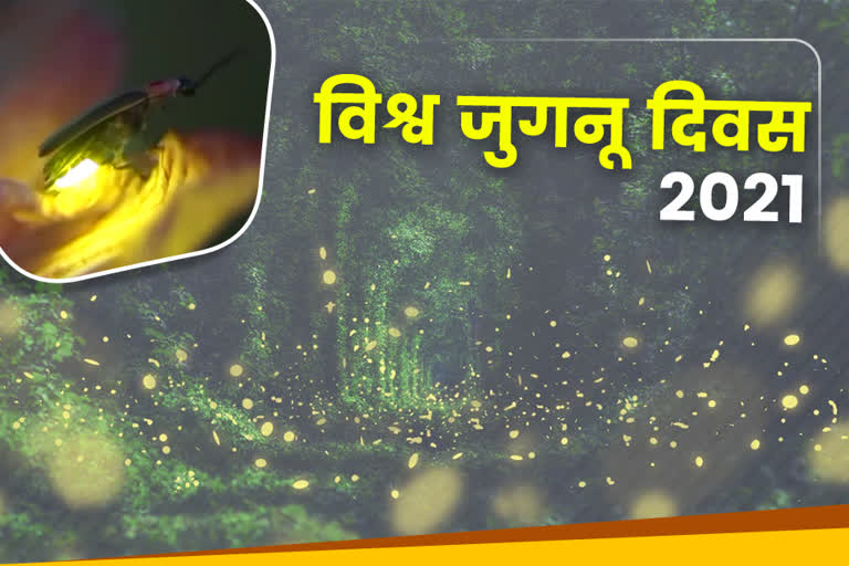 World Firefly Day 2021