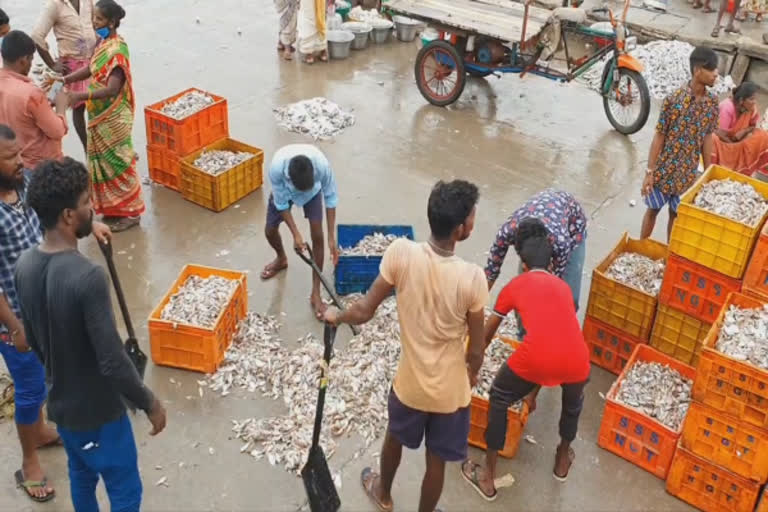 fish-rating-increased-in-nagapattinam