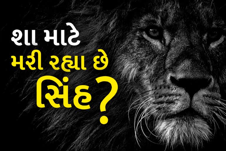 ગીરમાં 15 દિવસમાં 5 સિંહોના શંકાસ્પદ મોત