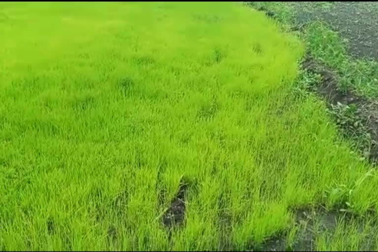 paddy farming