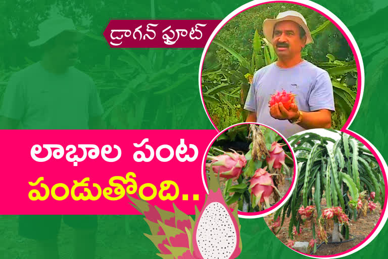 Srinivas Reddy is successful in cultivating dragon fruit in arutla