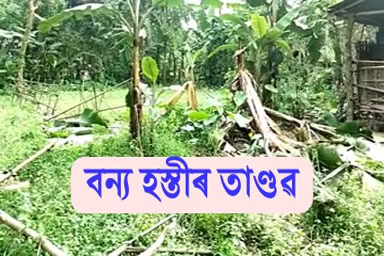 Elephant terror at Naryanpur, Lakhimpur District