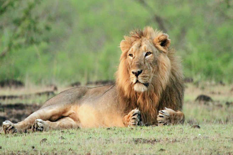 Gujarat : Five lions died in 15 days in Gir  Babesiosis Suspected; samples sent for testing  ബാബേസിയോസിസ്  ഗിർ വനം  സിംഹങ്ങൾ  ഗുജറാത്തിലെ ഗിർ വനം  കനൈൻ ഡിസ്റ്റെംപർ വൈറസ്  ഗിർ ഗുജറാത്ത്  മൃഗശാല