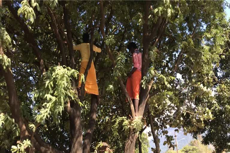 tribe climb trees