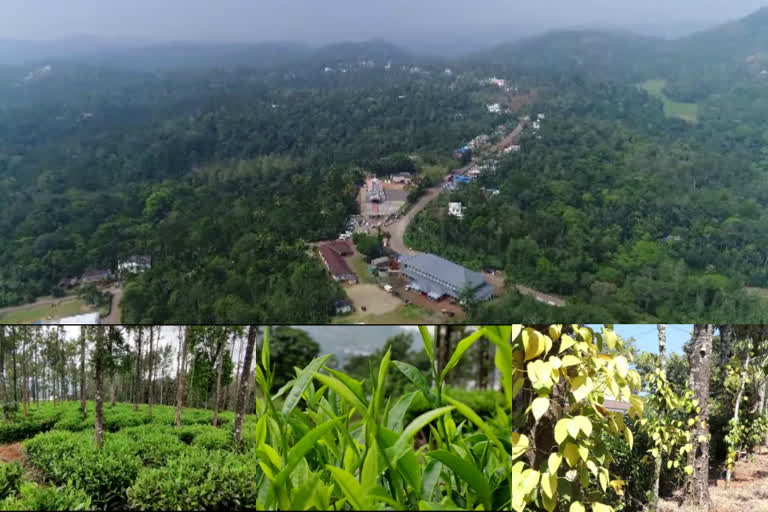 idukki's farmer community in distress  covid pandemic  കൊവിഡ് പ്രതിസന്ധി; ഇടുക്കിയിലെ കാർഷിക മേഖല ദുരിതത്തിൽ  കൊവിഡ് പ്രതിസന്ധി