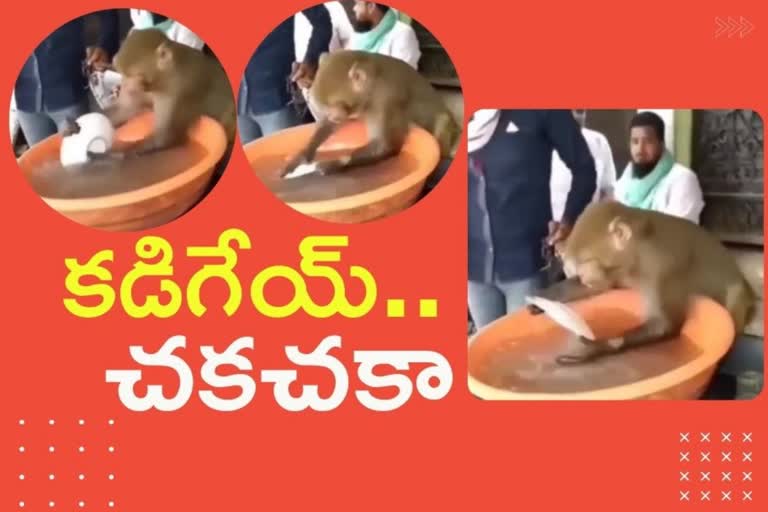 monkey washes plates