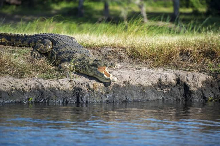 crocodile in the Pilibhit  crocodile in the Dudhwa  Boy devoured by crocodile  crocodile in the up  up latest news  Pilibhit SP  Kirit Kumar Rathod  Pilibhit SP Kirit Kumar Rathod  Khakhra river  crocodile in Khakhra river  boy killed by a crocodile  crocodile attack  Boy devoured by crocodile  crocodile killed boy  മുതല കടിച്ച് കൊന്നു  മുതല ആക്രമണം  മുതല കടിച്ച് കൊന്നു  ഉത്തർപ്രദേശിൽ മുതല  യുപിയിൽ മുതല