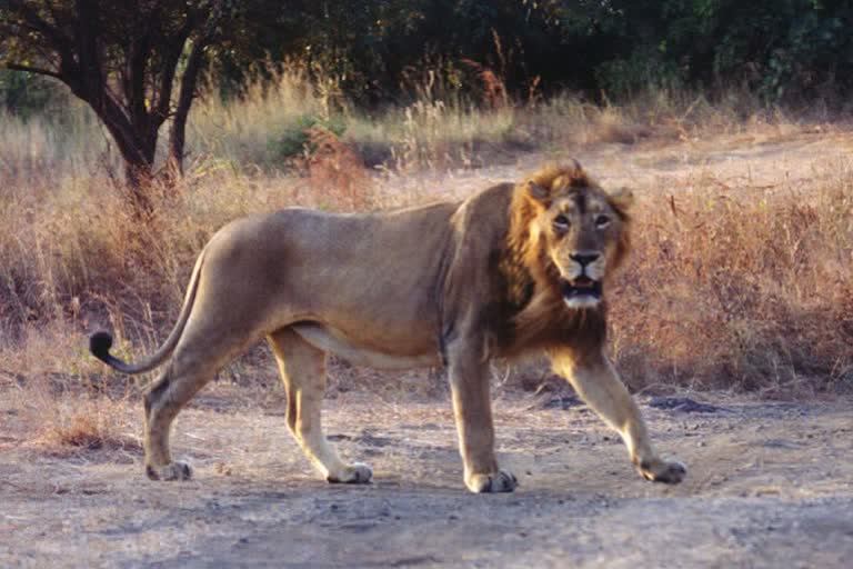 Lions die in Gir forest