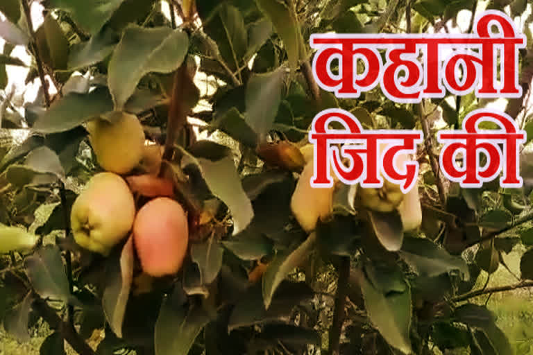 chittorgarh news,  Rajasthan news,  apple farming