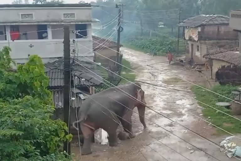 wild elephant in village