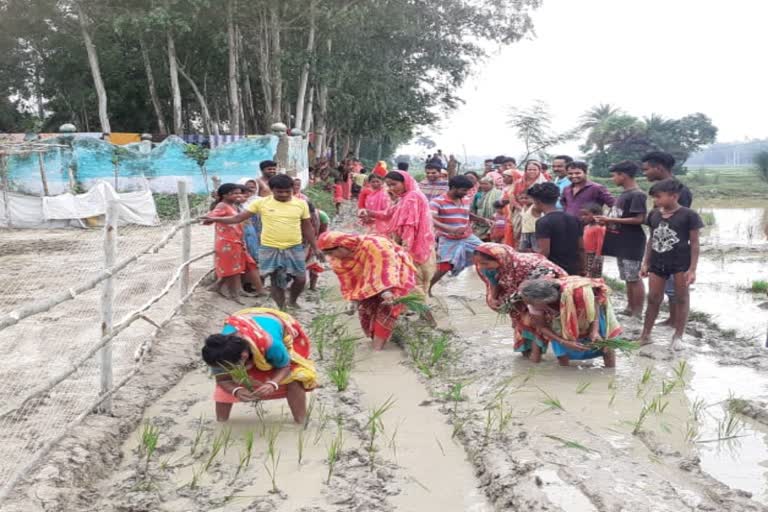 বেহাল রাস্তায় ধানের চারা রোপণ করে বিক্ষোভ গ্রামবাসীদের