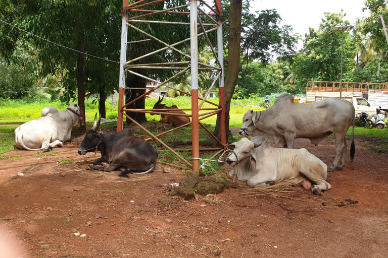 ಭಟ್ಕಳದಲ್ಲಿ  ಅಕ್ರಮವಾಗಿ ಬ್ರಹತ್ ಆಕಾರದ 9 ಎತ್ತುಗಳ ಸಾಗಾಟ