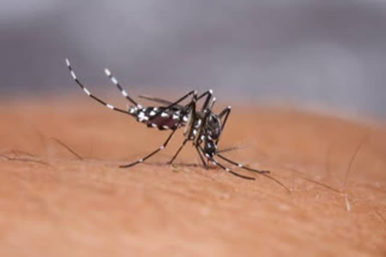 Dengue Cases Broke The Record in Delhi