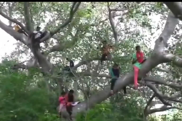 Students climb tree