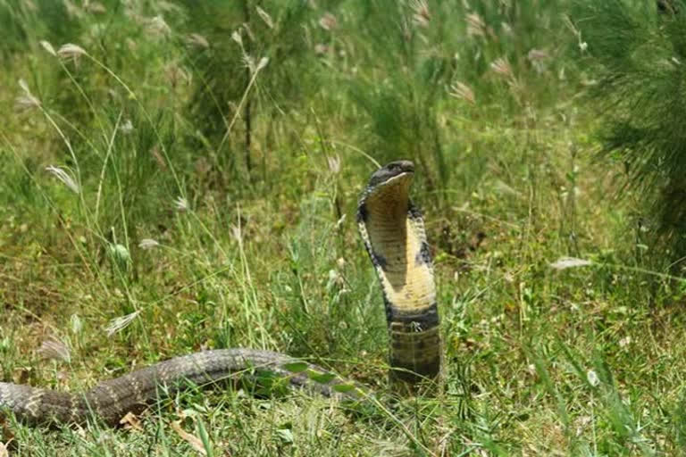 King Cobra