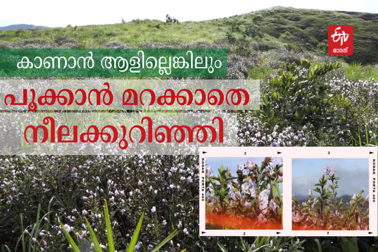 Blue sky with flowers on the mountain blooming it when there are no tourists  ഇടുക്കിയിലെ നീലക്കുറിഞ്ഞി  Neelakurinji in Idukki  ശാന്തൻപാറ ഗ്രാമപഞ്ചായത്ത്  Shanthanpara Grama Panchayat  ഇടുക്കി  idukki  ശാന്തൻപാറയിലെ കിഴക്കാതി മല  East Hill at Shantanpara  കൊവിഡ് സഹാചര്യം  Covid situation  ഇടുക്കി വാര്‍ത്ത  idukki news  നീലക്കുറിഞ്ഞി  Neelakurinji  മൂന്നാർ രാജമല  munnar rajamala