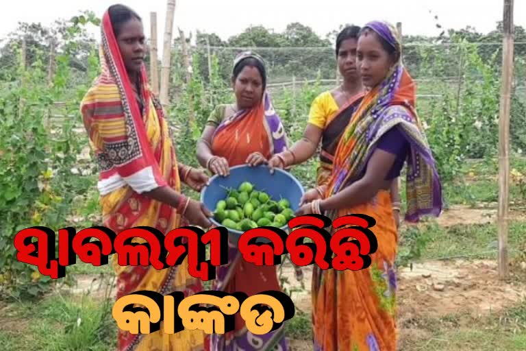 କାଙ୍କଡ଼ ଚାଷ ଦେଖାଇଛି ସ୍ବାବଲମ୍ବୀ ହେବାର ବାଟ