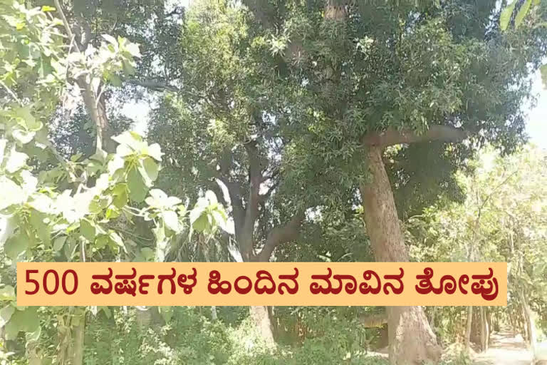 500 years old mango trees is in Hampi