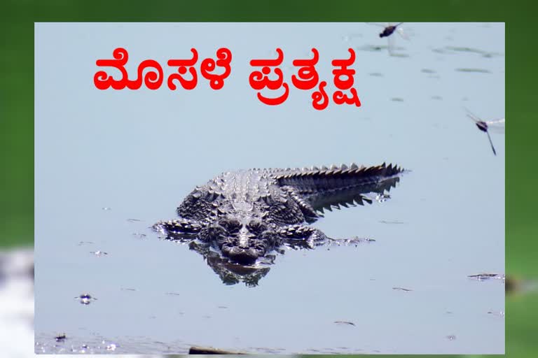 crocodile appears near kalburgi stadium