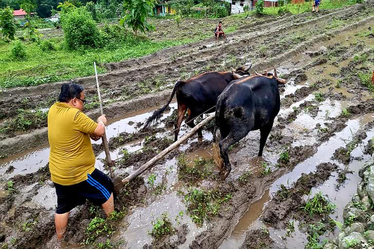 কৃষক পরিবারের পাশে দাঁড়াতে লাঙল হাতে জমিতে বিধায়ক