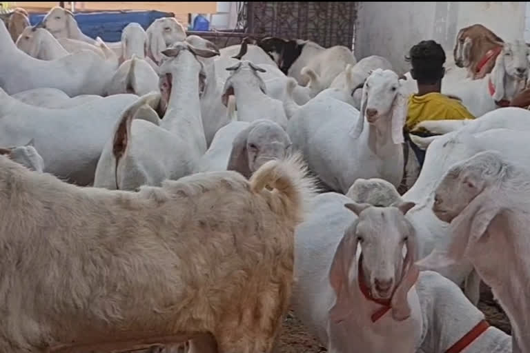 qurbani in maharashtra