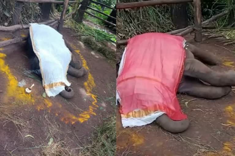 AK Saseendran  Deaths of elephant in Kottur  Kottur elephant care centre  കോട്ടൂർ ആന പുനരധിവാസ കേന്ദ്രം  ഹെർപ്പൻ വൈറസ്  മന്ത്രി എകെ ശശീദ്രൻ