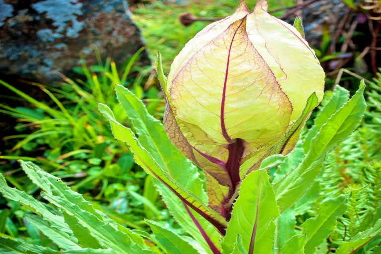 Brahma Kamal