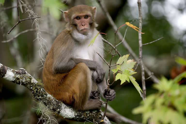 बाराबंकी में 6 बंदरों की मौत