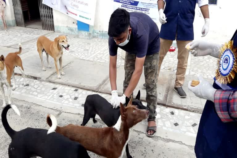 মালদায় পথ কুকুরদের টিকাকরণ ও নির্বীজকরণ