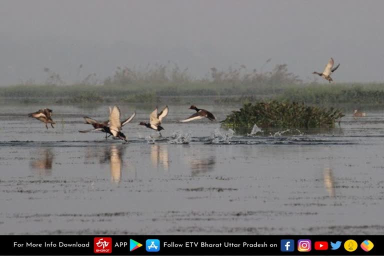 sant kabirnagar bakhira bird sanctuary