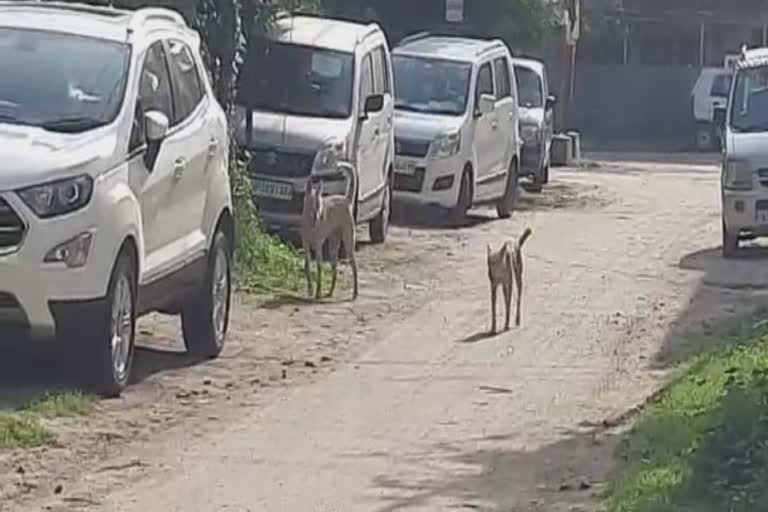 Terror of Dog: વડોદરામાં રસ્તે રખડતા શ્વાનનો ત્રાસ, નિઝામપુરામાં એક શ્વાને છોકરીને ભર્યા બચકાં