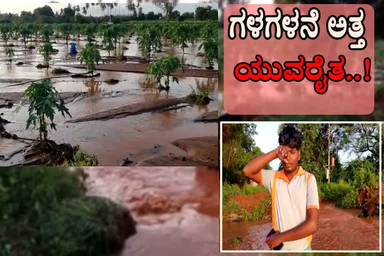 pappaya crop loss in bellary