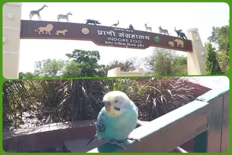 macau and african grey parrot