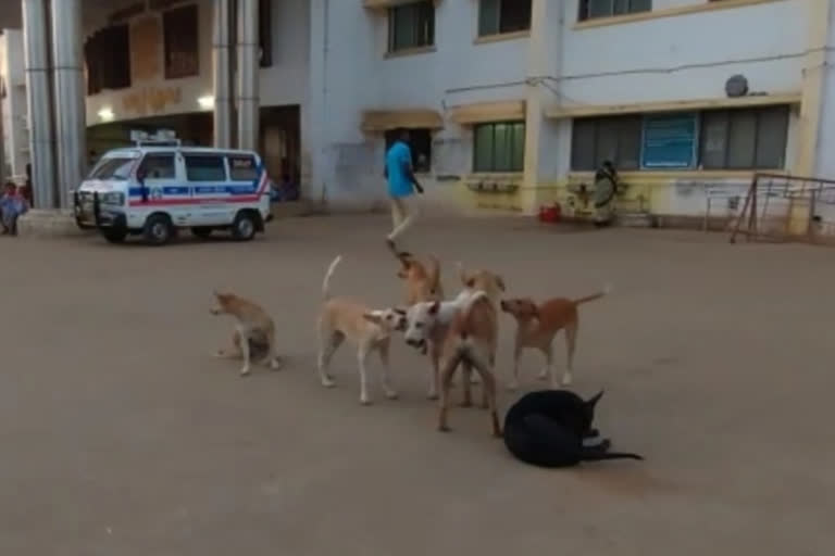 BBMP launched a week-long intensive Anti-Rabies Vaccination drive on the occasion of World Zoonoses Day