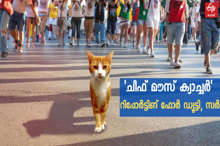 george the cat  chief mouse catcher  chief mouse catcher george  ജോർജ് പൂച്ച  ചീഫ് മൗസ് ക്യാച്ചർ ജോർജ്  ചീഫ് മൗസ് ക്യാച്ചർ