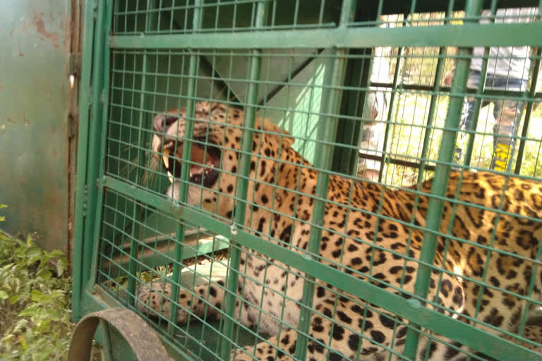 Man-eater Panther in udaipur