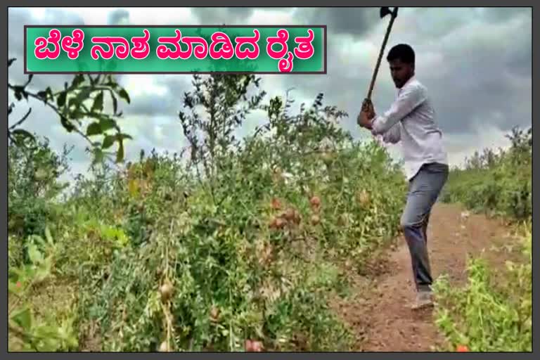 Farmer Destroyed 2 acre pomegranate crop in Athani