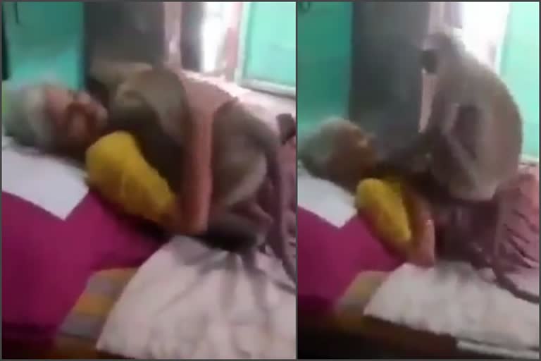 monkey visits bedridden granny who fed him