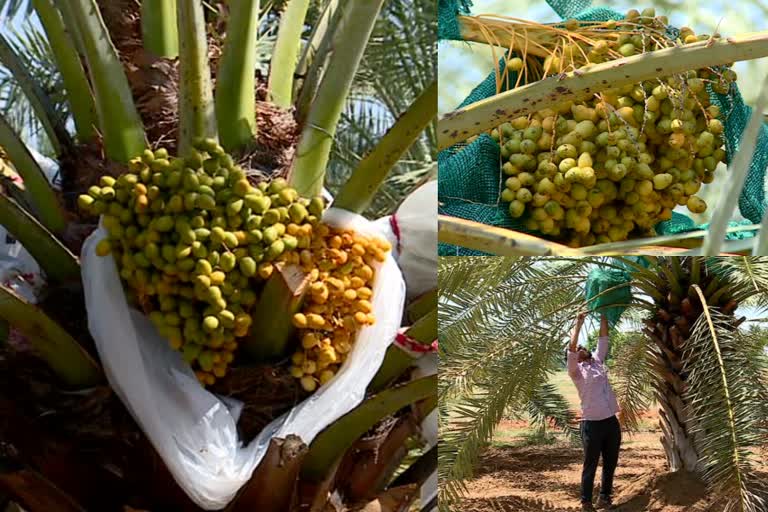 ഈന്തപ്പന  Palm trees  സാജിദ് തങ്ങൾ  ഈന്തപ്പഴം  തമിഴാനാട് വീരാളിചോളം  Sajid Thangal  കൃഷി  ബര്‍ഹി ഈന്തപ്പന  ഈന്തപ്പനകള്‍  Dats