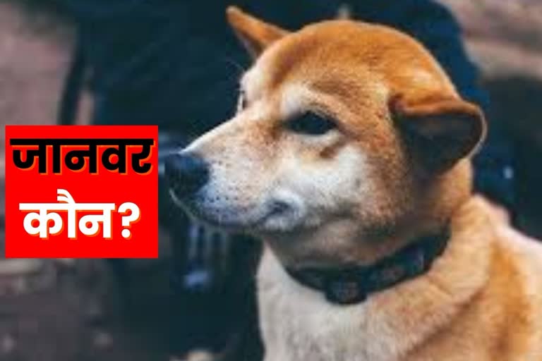 Pet dog killed in jaipur