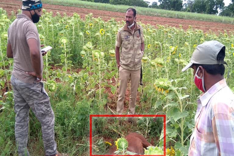 wild boar killed by leopard