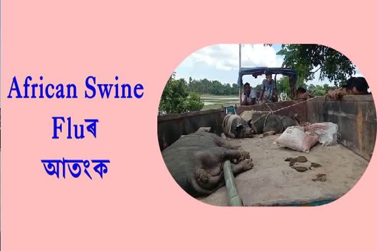 pigs infected by swine flu in darrang