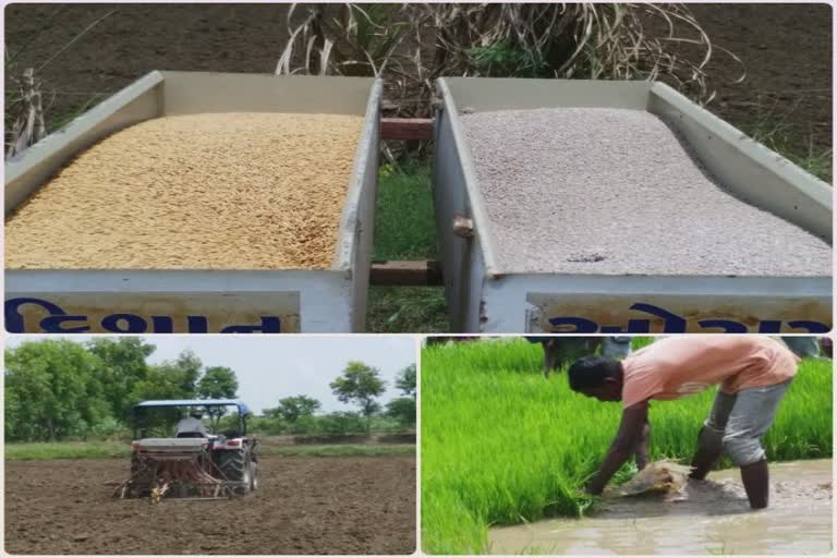 Navsari Agricultural University નિષ્ણાતે દક્ષિણ ગુજરાતના ખેડૂતો માટે ડાંગર સહિતના પાક અંગે વિશેષ ટિપ્સ આપી